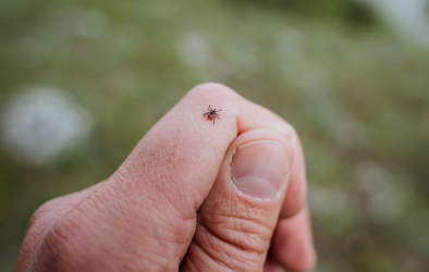 A tick sitting on a person's hand.